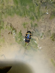 Mahanarva costaricensis