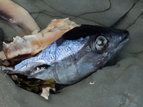 Albacore (Thunnus alalunga) — Scombridae — 4