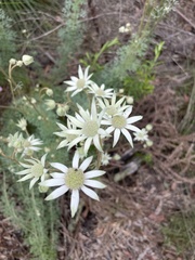 Actinotus helianthi