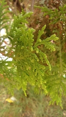 Juniperus coahuilensis