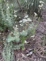 Actinotus helianthi
