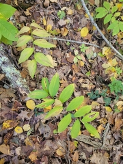 Polygonatum pubescens