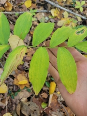 Polygonatum pubescens