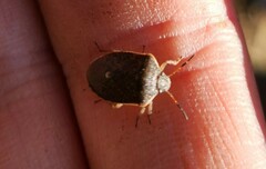 Holcostethus limbolarius