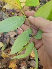 Polygonatum pubescens