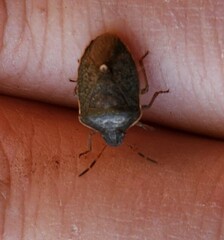 Holcostethus limbolarius