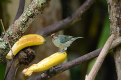 Stilpnia vitriolina