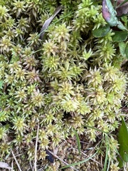 Sphagnum