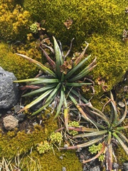 Celmisia major brevis