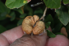 Disholandricus reniformis