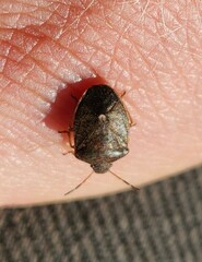 Holcostethus limbolarius