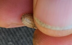 Holcostethus limbolarius