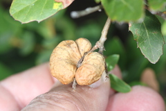 Disholandricus reniformis