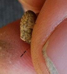 Holcostethus limbolarius