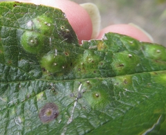 Pachypsylla celtidisasterisca