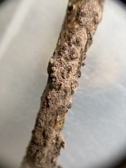 Rosellinia corticium