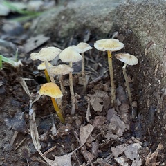 Mycena crocea