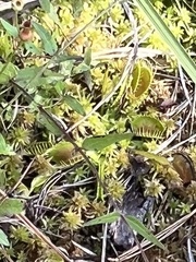 Dionaea muscipula