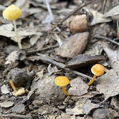 Mycena crocea