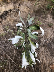 Artemisia douglasiana