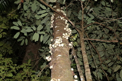 Syzygium cormiflorum