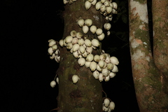 Syzygium cormiflorum