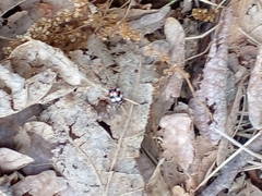 Eriopis connexa