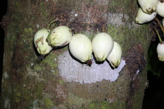 Syzygium cormiflorum
