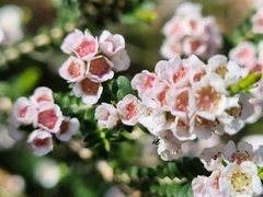 Thryptomene saxicola