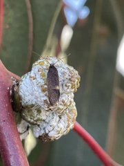 Leistomorpha brontoscopa