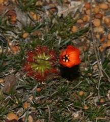 Drosera bindoon