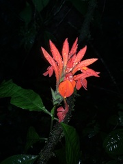 Aphelandra