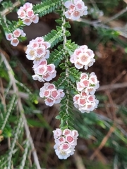 Thryptomene saxicola