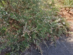 Thryptomene saxicola