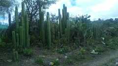 Lophocereus marginatus
