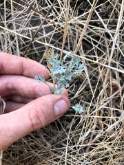 Eschscholzia californica