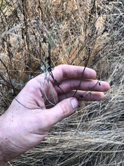 Eschscholzia californica