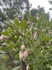 Dermatophyllum secundiflorum