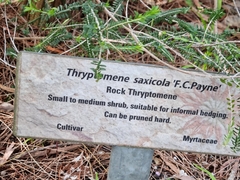 Thryptomene saxicola