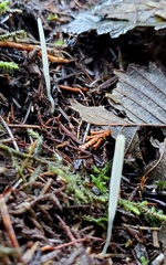 Clavaria falcata