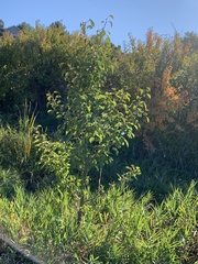 Pyrus calleryana