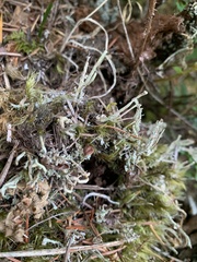 Cladonia verruculosa