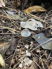 Mycena