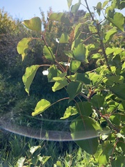 Pyrus calleryana