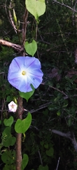 Ipomoea tricolor