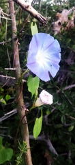 Ipomoea tricolor