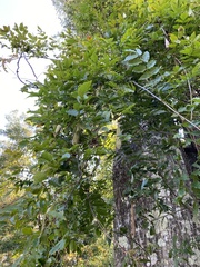 Wisteria floribunda