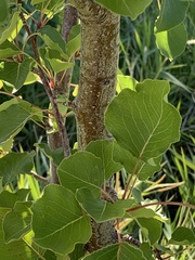 Pyrus calleryana