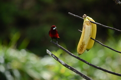 Ramphocelus dimidiatus