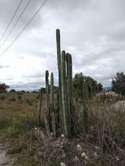Lophocereus marginatus